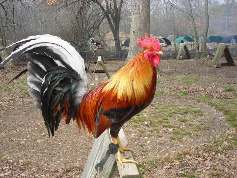 game rooster farms in usa